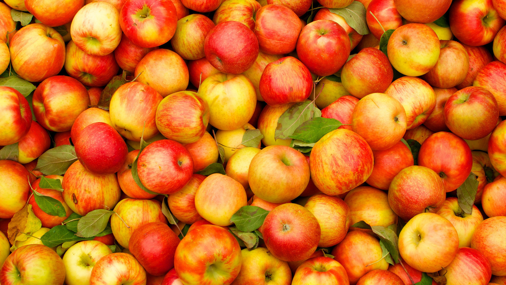 Из-за чего портятся яблоки при хранении