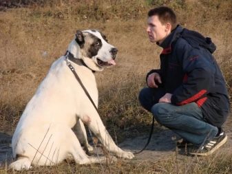 Алабай і діти (15 фото): як середньоазіатська вівчарка ставиться до дітей?