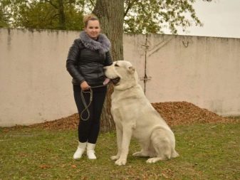 Алабай і діти (15 фото): як середньоазіатська вівчарка ставиться до дітей?