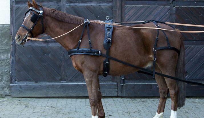 Амуніція для коня (51 фото): збруя й шори, віжки і інші елементи упряжі. Стремена, вудила та інші аксесуари для коней