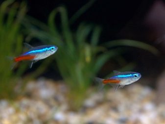 Анциструс супер ред (10 фото): зміст вуалевого сома, розведення і догляд