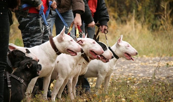 Білі бультер’єри (15 фото): як виглядають собаки? Особливості їх змісту