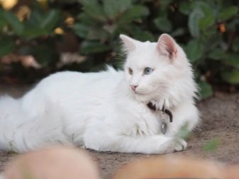Білі кішки породи турецька ангора (20 фото): особливості забарвлення, опис породи та характеру кішок. Як доглядати за кошенятами і дорослими котами?