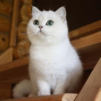Біла шотландська кішка (12 фото): особливості забарвлення котів з блакитними очима, зміст кошенят