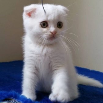 Біла шотландська кішка (12 фото): особливості забарвлення котів з блакитними очима, зміст кошенят