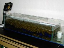 Біофільтр для акваріума (17 фото): особливості біологічних фільтрів для води, внутрішні і зовнішні пристрої