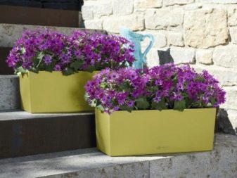 Балконні ящики для квітів: пластикові ящики з кріпленням і підвісні ящики з ротанга, квіткові ящики з автополиву і інші моделі на балкон