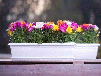 Балконні ящики для квітів: пластикові ящики з кріпленням і підвісні ящики з ротанга, квіткові ящики з автополиву і інші моделі на балкон