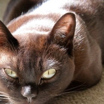 Бурманские кішки шоколадного кольору (14 фото): опис європейських і американських кішок породи бурма коричневого кольору