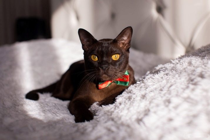 Бурманские кішки шоколадного кольору (14 фото): опис європейських і американських кішок породи бурма коричневого кольору