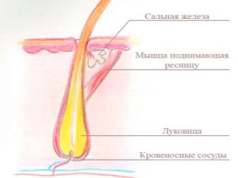 Цікаві факти про віях: зріст і колір, спадковість та вплив на характер, інші факти, про які ви не знали