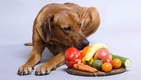 чи Можна давати собакам банани? 10 фото Користь і шкода фрукта для цуценят. В якому вигляді давати банани собаці, яка їх любить?