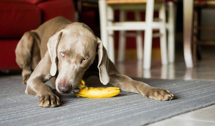 чи Можна давати собакам банани? 10 фото Користь і шкода фрукта для цуценят. В якому вигляді давати банани собаці, яка їх любить?