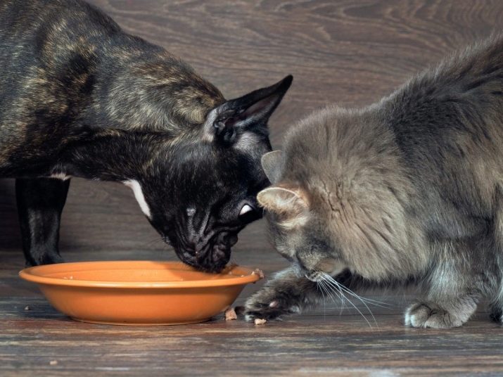 чи Можна годувати кішку собачим кормом? Ніж собачий корм відрізняється від котячого? Давати кішці сухий або вологий собачий корм і шкідливо це?