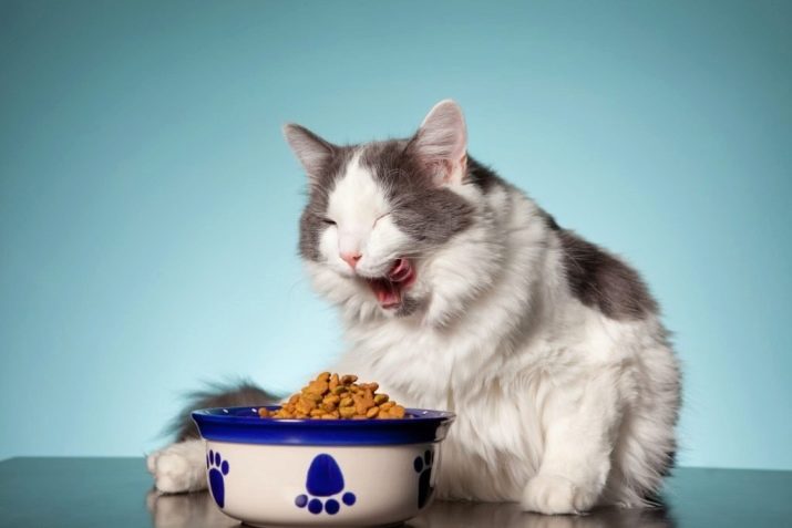 чи Можна годувати кішку собачим кормом? Ніж собачий корм відрізняється від котячого? Давати кішці сухий або вологий собачий корм і шкідливо це?