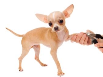 Чихуахуа типу дір (17 фото): стандарт дорослих собак, особливості короткошерстих цуценят. Характер і зміст
