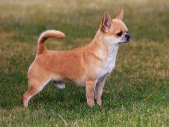 Чихуахуа типу дір (17 фото): стандарт дорослих собак, особливості короткошерстих цуценят. Характер і зміст