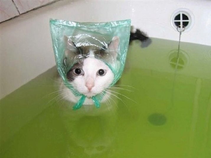 Чому кішки бояться води? Як привчити кота до води? Які породи котів не бояться води?