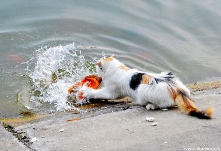 Чому кішки бояться води? Як привчити кота до води? Які породи котів не бояться води?