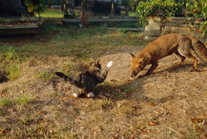 Чому кішки бояться води? Як привчити кота до води? Які породи котів не бояться води?
