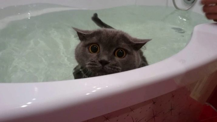 Чому кішки бояться води? Як привчити кота до води? Які породи котів не бояться води?