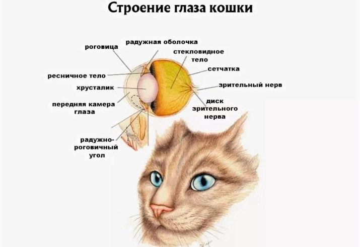 Чому у кішок в темноті очі світяться? Основні причини. Чому буває червоне, зелене і інше світіння очей у котів вночі?