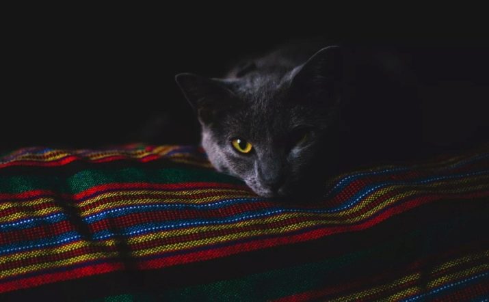 Чому у кішок в темноті очі світяться? Основні причини. Чому буває червоне, зелене і інше світіння очей у котів вночі?
