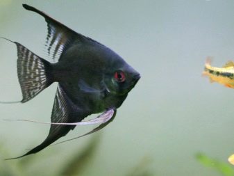 Чорні акваріумні риби (29 фото): назва маленької рибки чорного кольору з червоним хвостом і інших чорних риб в акваріумі, їх опис