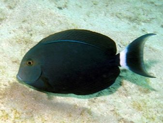 Чорні акваріумні риби (29 фото): назва маленької рибки чорного кольору з червоним хвостом і інших чорних риб в акваріумі, їх опис