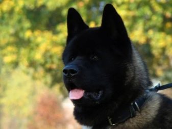 Чорна акіта-іну (17 фото): опис японських собак чорного забарвлення, вміст породи