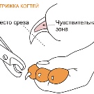 Чорна сибірська кішка (20 фото): опис породи, особливості забарвлення, тонкощі догляду за дорослими котами та кошенятами