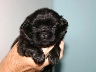 Чорний пекінес (13 фото): особливості забарвлення, тонкощі догляду за дорослими собаками і цуценятами