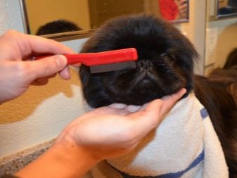 Чорний пекінес (13 фото): особливості забарвлення, тонкощі догляду за дорослими собаками і цуценятами