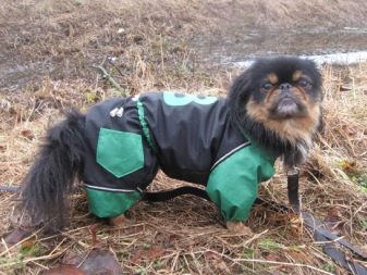 Чорний пекінес (13 фото): особливості забарвлення, тонкощі догляду за дорослими собаками і цуценятами