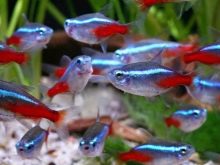 Даніо-реріо: опис акваріумних рибок. Скільки живуть риби? Чим годувати мальків?