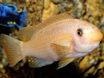 Даніо-реріо: опис акваріумних рибок. Скільки живуть риби? Чим годувати мальків?