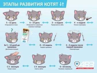До якого віку ростуть коти? До скількох місяців ростуть звичайні домашні кішки?