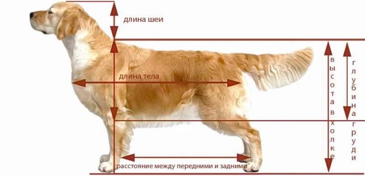 До якого віку ростуть собаки? До скількох місяців щенята ростуть у висоту? Скільки років ростуть собаки дрібних, середніх і великих порід?