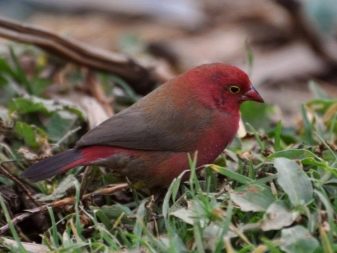 Домашні птахи (36 фото): назви та опис маленьких птахів з червоним дзьобом для домашнього утримання, співочих і самих тихих вихованців