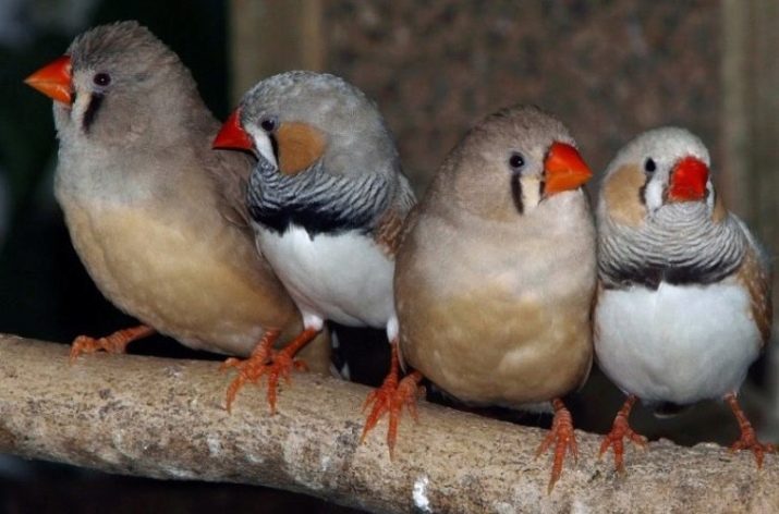Домашні птахи (36 фото): назви та опис маленьких птахів з червоним дзьобом для домашнього утримання, співочих і самих тихих вихованців