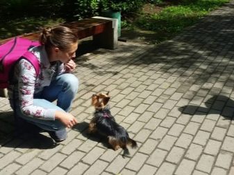 Дресирування йоркширського тер’єра: секрети правильного виховання та дресури цуценят йоркширського тер’єра в домашніх умовах. Є різниця в дресурі хлопчика і дівчинки даної породи?