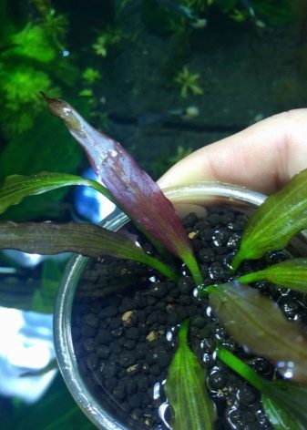 Ехінодорус (17 фото): опис акваріумного рослини, утримання в акваріумі, види ехінодорус ніжний і амазонський