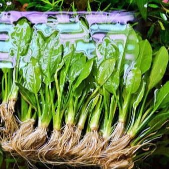 Ехінодорус (17 фото): опис акваріумного рослини, утримання в акваріумі, види ехінодорус ніжний і амазонський