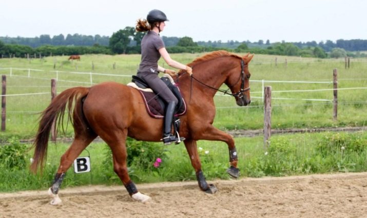 Галоп: як вчити кінь галопу? Як підняти її в галоп? Опис видів кінського галопу