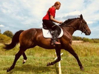 Галоп: як вчити кінь галопу? Як підняти її в галоп? Опис видів кінського галопу