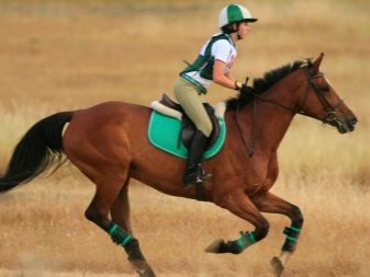 Галоп: як вчити кінь галопу? Як підняти її в галоп? Опис видів кінського галопу