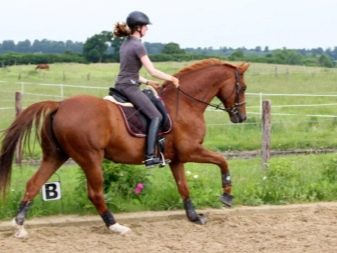 Галоп: як вчити кінь галопу? Як підняти її в галоп? Опис видів кінського галопу