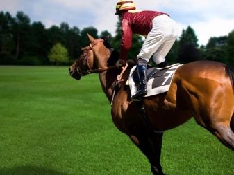 Галоп: як вчити кінь галопу? Як підняти її в галоп? Опис видів кінського галопу