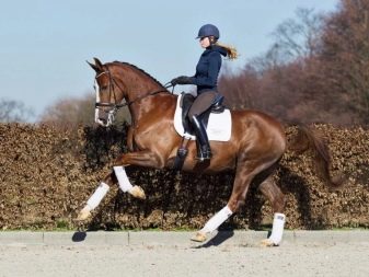 Галоп: як вчити кінь галопу? Як підняти її в галоп? Опис видів кінського галопу