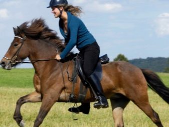 Галоп: як вчити кінь галопу? Як підняти її в галоп? Опис видів кінського галопу